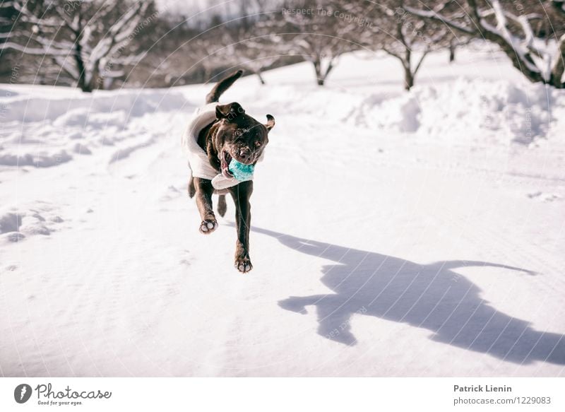 Schattenspiel harmonisch Freizeit & Hobby Ausflug Winter Winterurlaub Umwelt Natur Landschaft Schneefall Tier Haustier Hund Tiergesicht 1 Glück Zufriedenheit