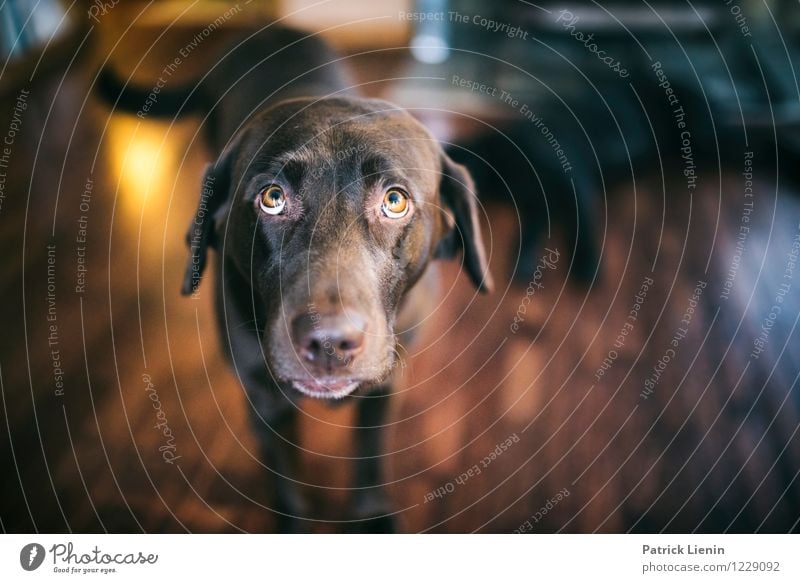 Hazel Tier Haustier Hund Tiergesicht 1 sportlich authentisch schön einzigartig wild weich Verantwortung achtsam Wachsamkeit Freundlichkeit Verlässlichkeit