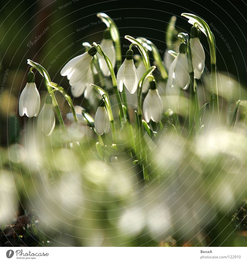 Blümschns 1 Blume Schneeglöckchen Glocke Amaryllisgewächse Lilien Keim Blüte Frühling Winter Beginn Jahreszeiten Natur Pflanze Gärtner Gartenarbeit Reifezeit