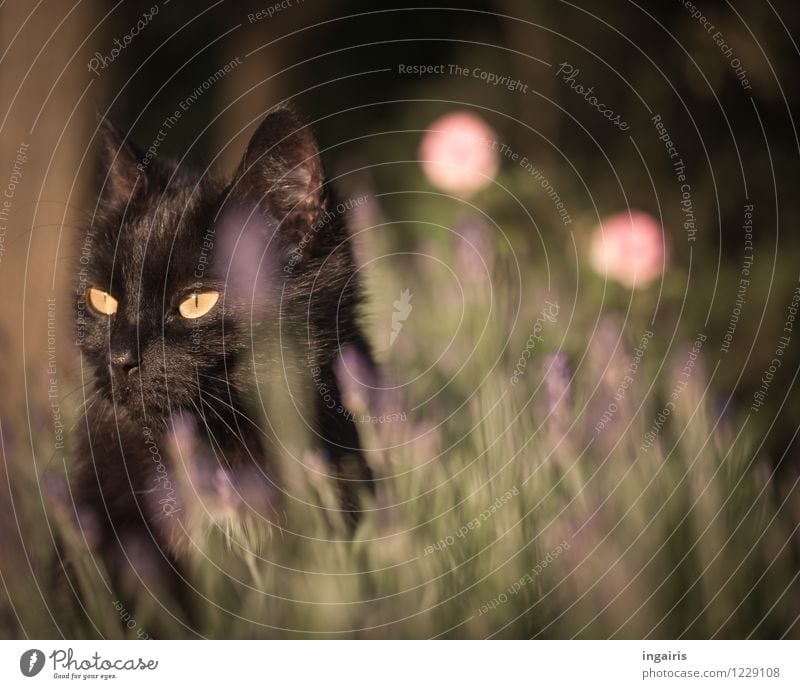 Für Katzenfreunde Pflanze Sommer Lavendel Tier Haustier Tiergesicht Hauskatze 1 beobachten hocken leuchten Blick sitzen natürlich Neugier gelb grün violett rosa