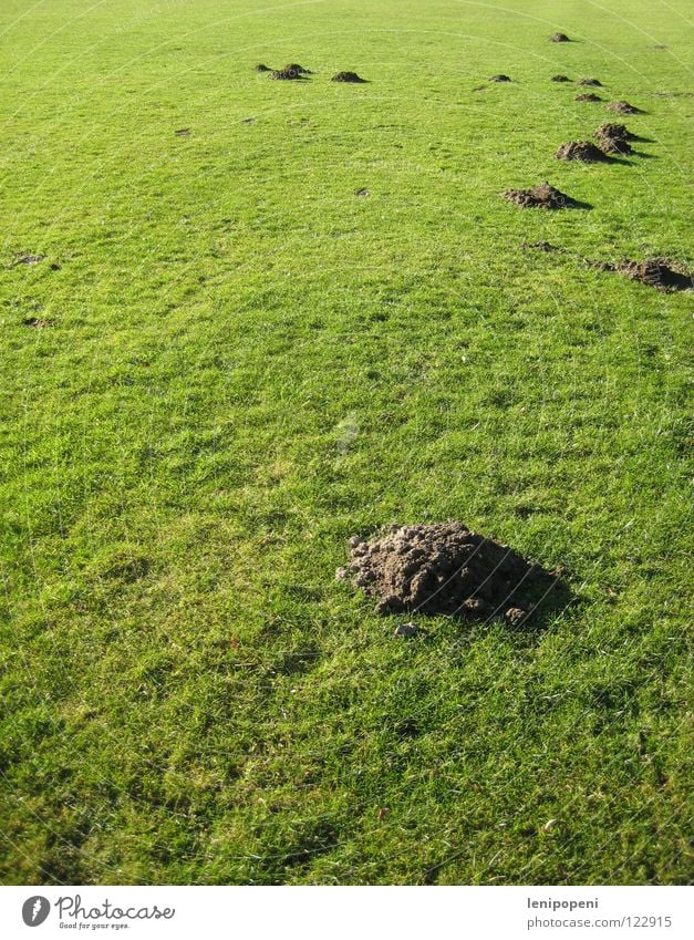 Nicht bespielbar! Wiese Sportplatz Spielen Maulwurf Hügel Gras kurz Feld Erde grün Haufen Tier unten wühlen Höhle Tunnel Rasen Berge u. Gebirge Vogelkolonie