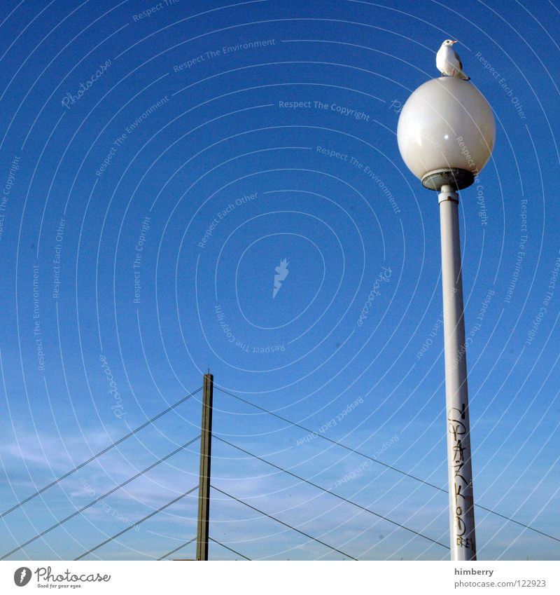 spazkod crew Vogel Lampe Laterne Himmel blau Tier Allee Blick fliegen Freiheit Brückenbau Aussicht sinnlos Standort Mittagspause Linie Straßenbeleuchtung Rhein