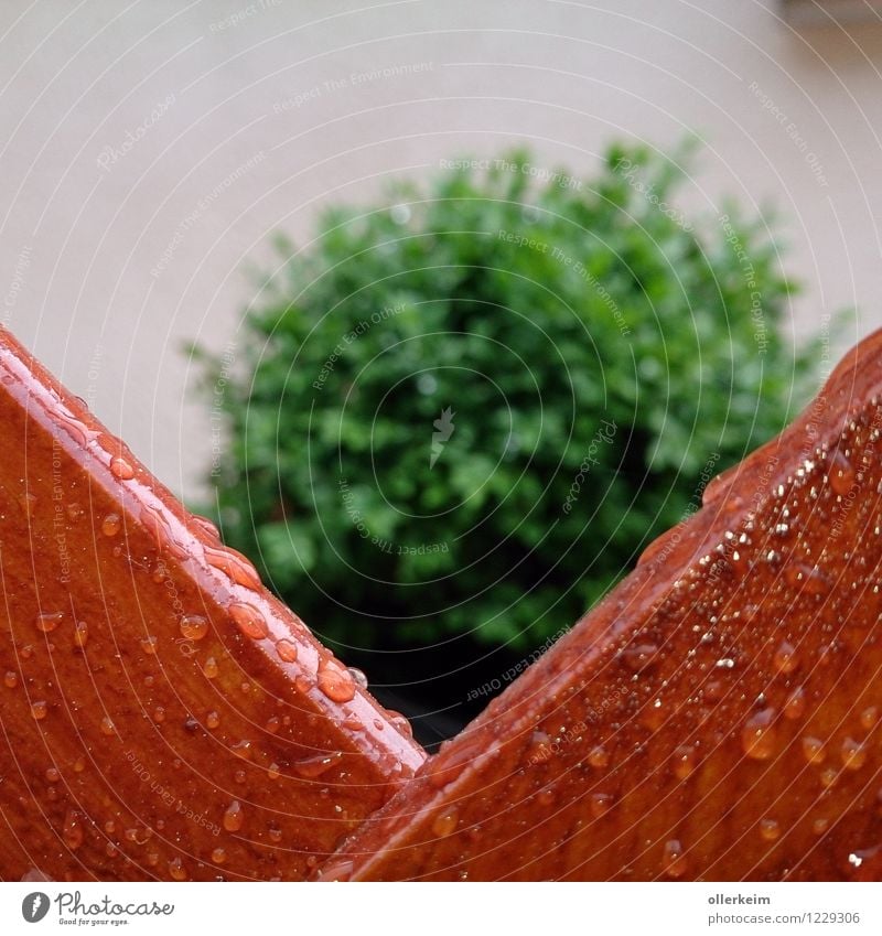 Guckloch Natur Wassertropfen Frühling Sommer Wetter schlechtes Wetter Regen Pflanze Sträucher Grünpflanze Garten Zaun nass braun grün Farbfoto Außenaufnahme