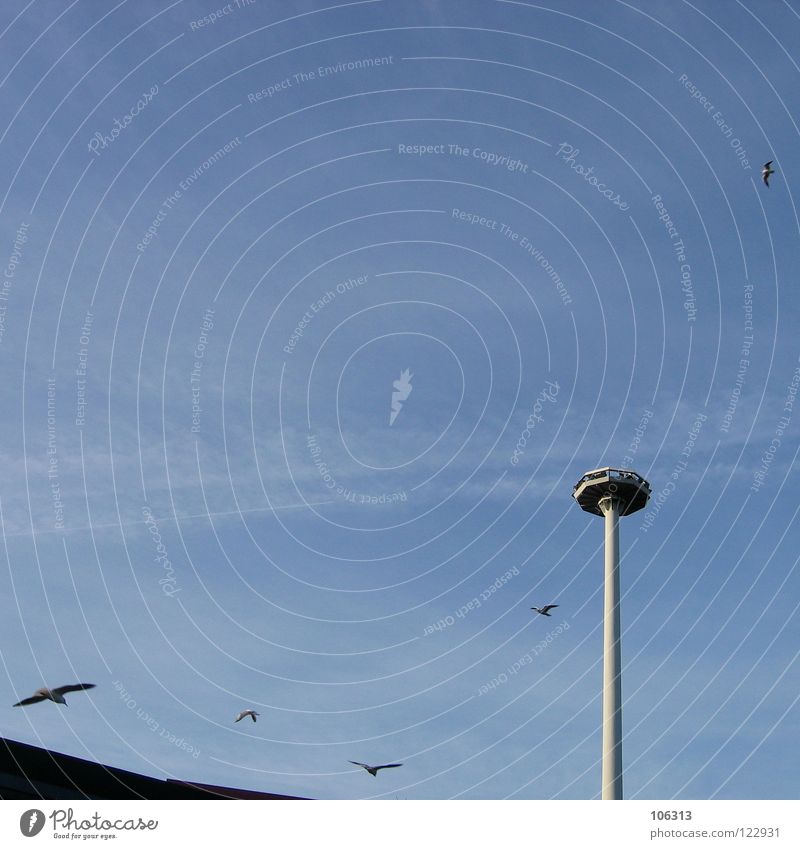 BREMER STECKNADEL UMKREIST VON FLIEGERN Möwe Vogel Bremen Luft stehen Stecknadel Nagel Himmel Wolken planlos Leben Deutschland Europa See Tier Flugzeug möven