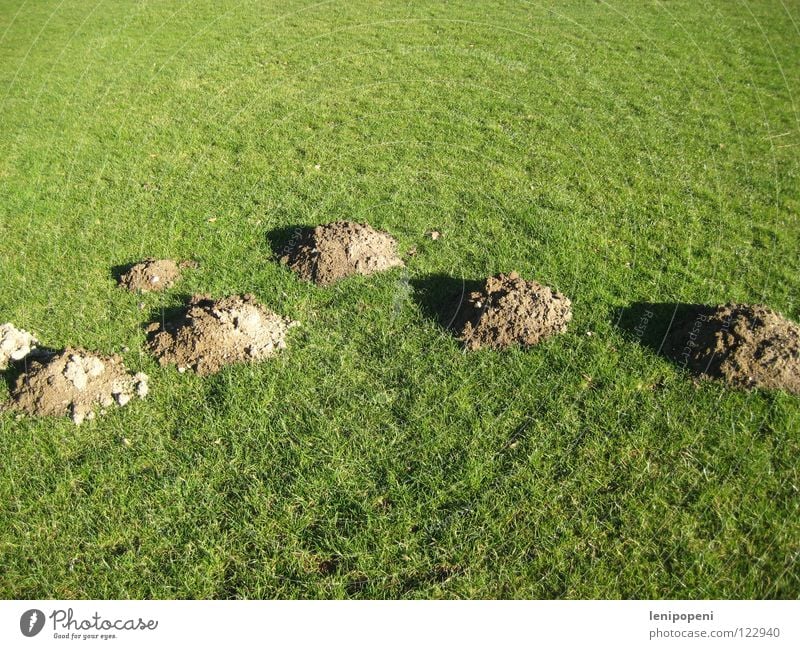 Untergraben Wiese Sportplatz Spielen Maulwurf Hügel Gras kurz Feld Erde grün Haufen Tier unten wühlen Höhle Tunnel Rasen Berge u. Gebirge Vogelkolonie