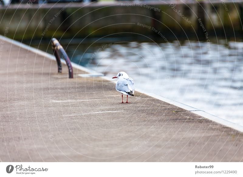 Spazierende Möve Hafenstadt Wildtier Vogel 1 Tier Beton Stahl demütig Schmerz Angst Einsamkeit Farbfoto Außenaufnahme Tag Unschärfe Tierporträt Rückansicht