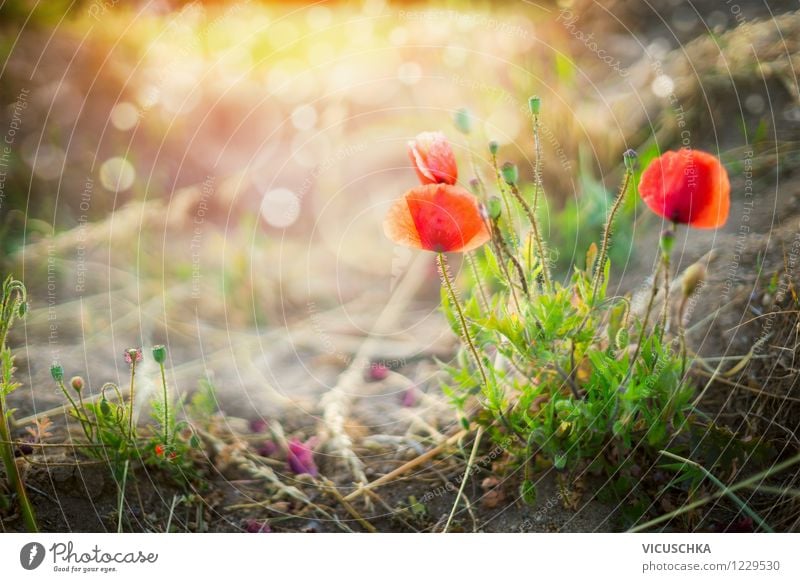 Wilde Mohnblumen im Sonnenuntergang Design Sommer Garten Umwelt Natur Landschaft Pflanze Sonnenaufgang Sonnenlicht Frühling Herbst Schönes Wetter Blume