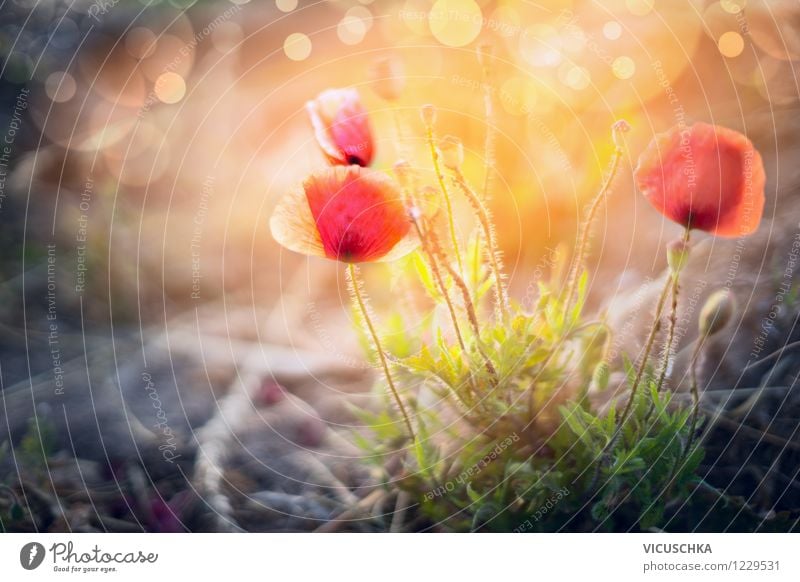 Wilde Mohnblumen in Sonnenuntergang Design Sommer Garten Natur Pflanze Sonnenaufgang Sonnenlicht Schönes Wetter Blume Blatt Blüte Park Wiese gelb rosa Stimmung