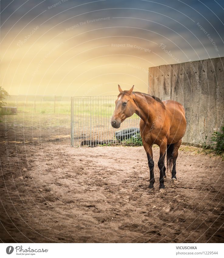 Altes Pferd im Sandpaddock Lifestyle Reiten Natur Sonnenaufgang Sonnenuntergang Frühling Sommer Herbst Schönes Wetter Tier 1 Design Tierhaltung Stall Himmel