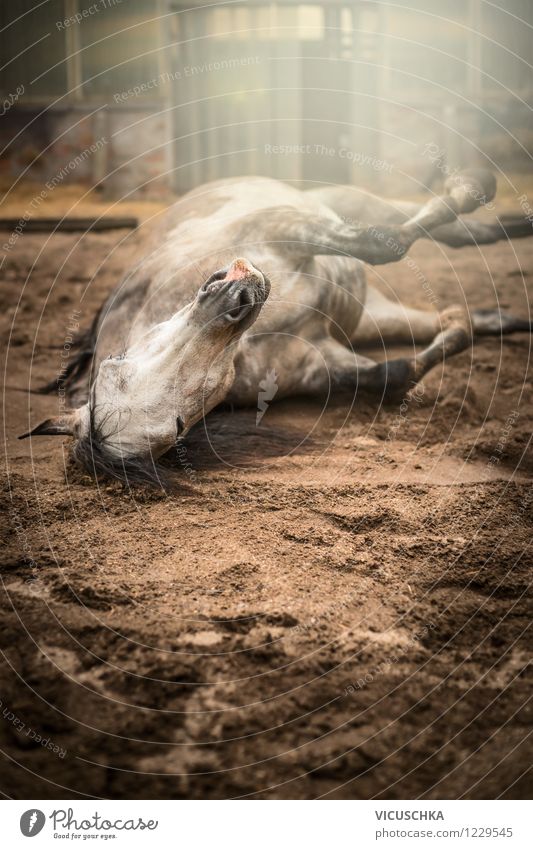 Pferd wälzt sich im Sand Lifestyle Reiten Natur Frühling Sommer Herbst Schönes Wetter Tier Nutztier 1 Stimmung Freude Zufriedenheit Kraft Aktion faulenzen