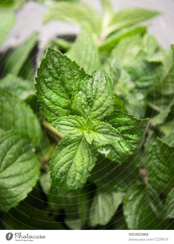 Frische Minze Lebensmittel Kräuter & Gewürze Bioprodukte Vegetarische Ernährung Diät Stil Design Alternativmedizin Gesunde Ernährung Garten Tisch Natur Pflanze