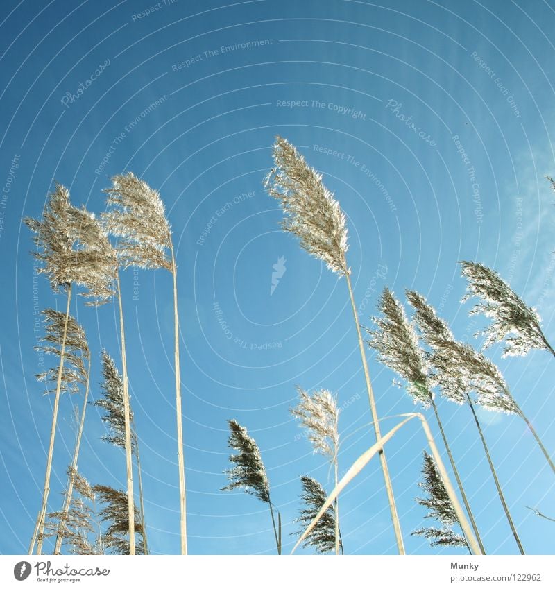 Schilf Schilfrohr Gegenlicht Wolken schlechtes Wetter Stab vertikal weich Pflanze Süßgras Gras Sumpfpflanze Am Rand Kontrast Kraft Blüte Windböe Allergiker