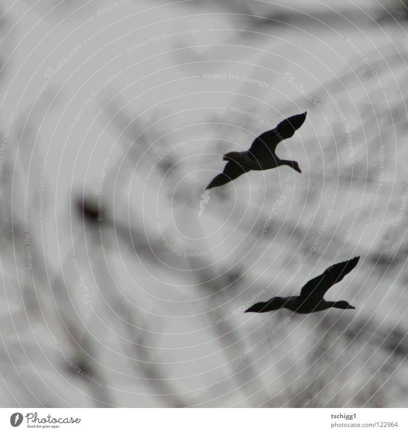 Gänsemarsch Vogel Gans Baum Himmel Ast fliegen Luftverkehr