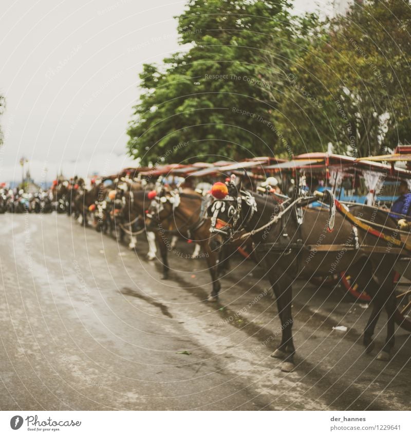 hühopp.102 Reiten schlechtes Wetter Verkehrsmittel Pferdekutsche Tiergruppe Herde Ferien & Urlaub & Reisen alt Indonesien Sumatra Gedeckte Farben Außenaufnahme