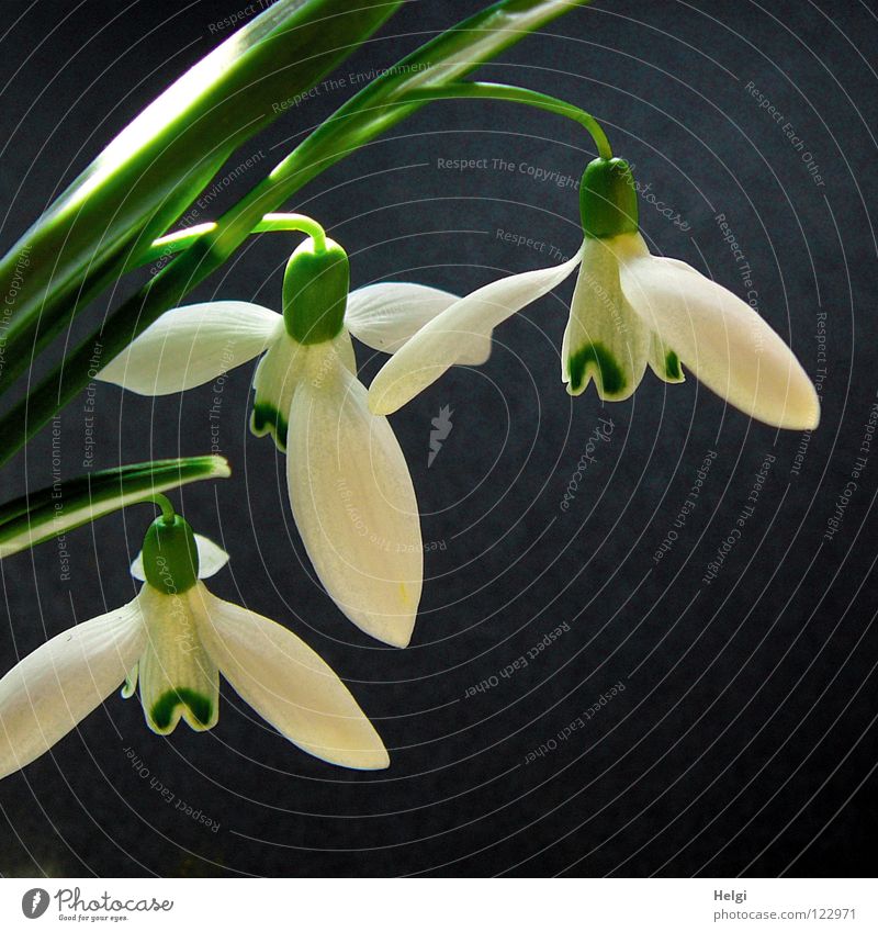 drei blühende Schneeglöckchen vor dunklem Hintergrund Blume Blüte Blütenblatt Stengel Blühend Glocke hängen Frühling Beet Pflanze Februar Frühlingsgefühle weiß