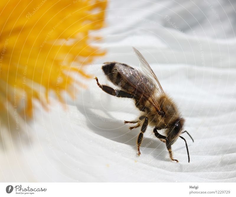 Gymnastik... Umwelt Natur Pflanze Tier Sommer Schönes Wetter Blume Blüte Garten Biene 1 Blühend krabbeln außergewöhnlich Krankheit natürlich braun gelb schwarz