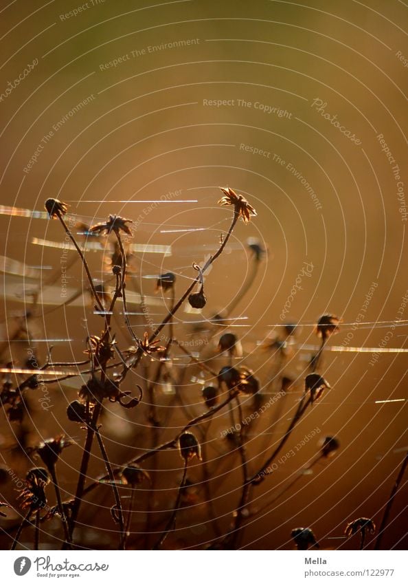 fein gesponnen Spinne gewebt zart filigran Pflanze Blüte trocken Tod Beleuchtung schimmern glänzend Gegenlicht Winter Vergänglichkeit vergangen Makroaufnahme