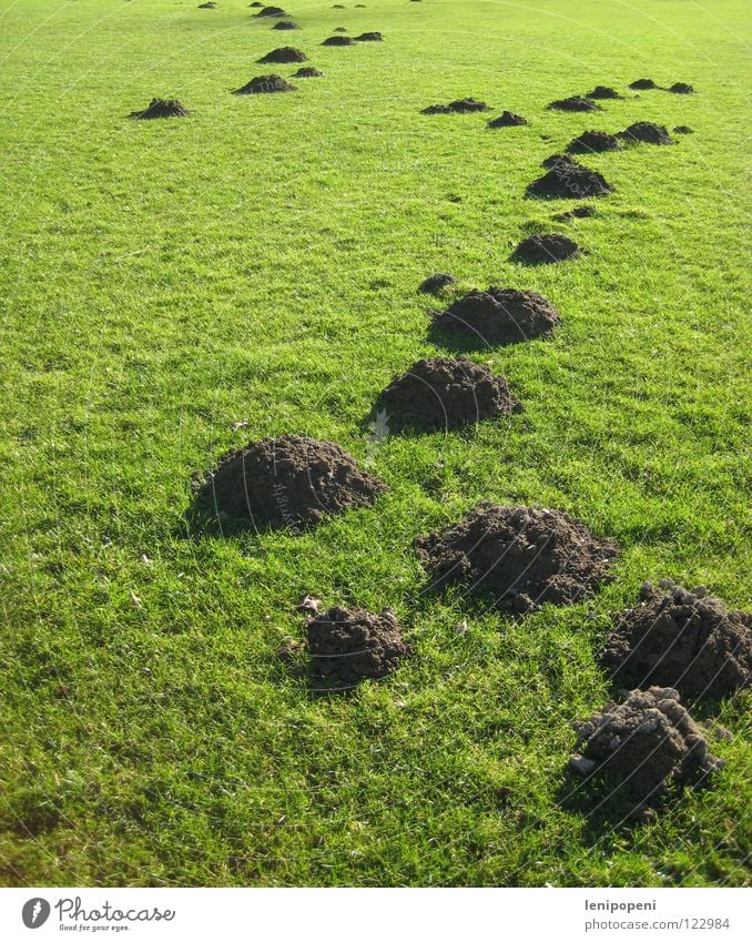 Hübsch aufgehäuft Wiese Sportplatz Spielen Maulwurf Hügel Gras kurz Feld Erde grün Haufen Tier unten wühlen Höhle Tunnel Rasen Berge u. Gebirge Vogelkolonie