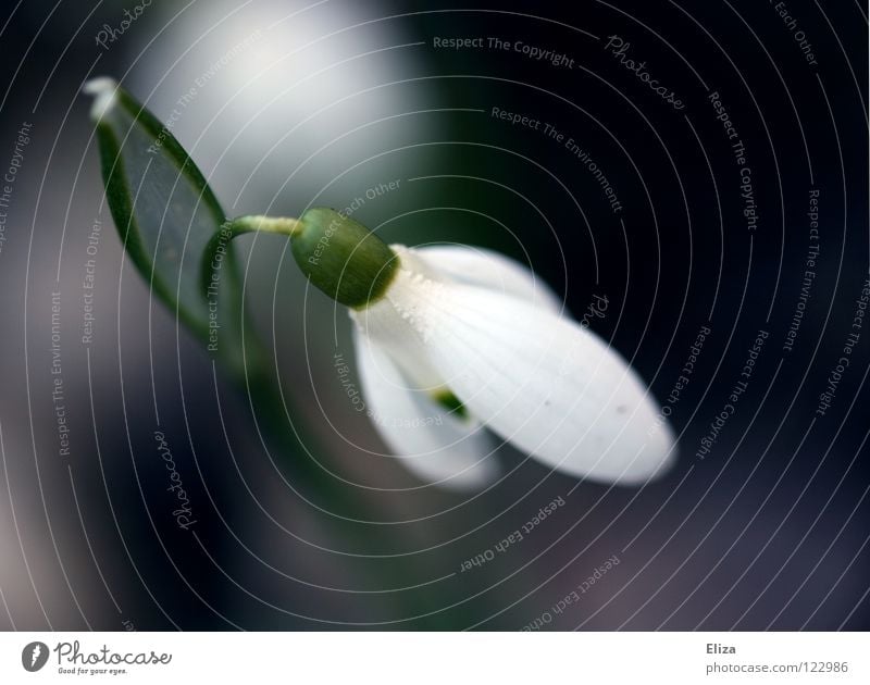 Weils bald soweit ist Schneeglöckchen Frühling Blume kalt Februar März zart klein grün Stengel Blütenblatt weiß rein verwundbar violett Blühend Natur