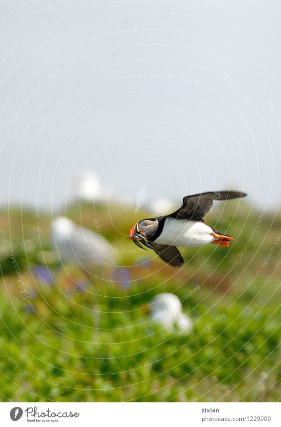 Papageientaucher mit Fischen Tier Wildtier Vogel 1 Holz rennen fangen fliegen mehrfarbig Farbfoto Detailaufnahme Menschenleer Morgen Tag Sonnenlicht