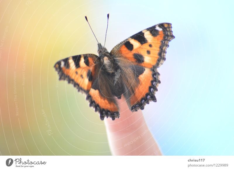 Kleiner Fuchs auf Finger Natur Sonne Frühling Schönes Wetter Tier Wildtier Schmetterling 1 sitzen ästhetisch glänzend Farbfoto Außenaufnahme Nahaufnahme Tag