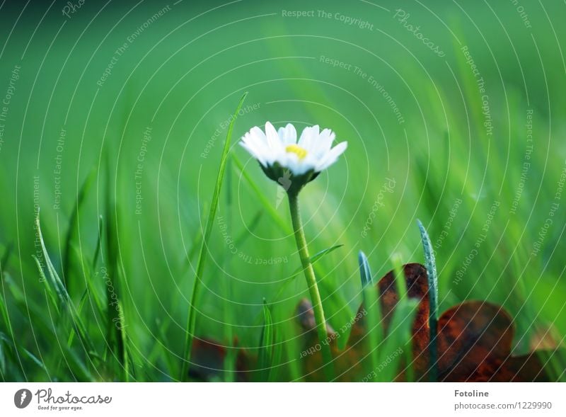 Gänseblümchen Umwelt Natur Pflanze Blume Garten Wiese hell natürlich grün weiß Blühend Farbfoto mehrfarbig Außenaufnahme Nahaufnahme Tag Licht Sonnenlicht