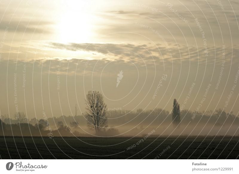 Morgennebel Umwelt Natur Landschaft Pflanze Himmel Wolken Herbst Nebel Baum natürlich Nebelbank Waldrand Farbfoto Gedeckte Farben Außenaufnahme Menschenleer Tag