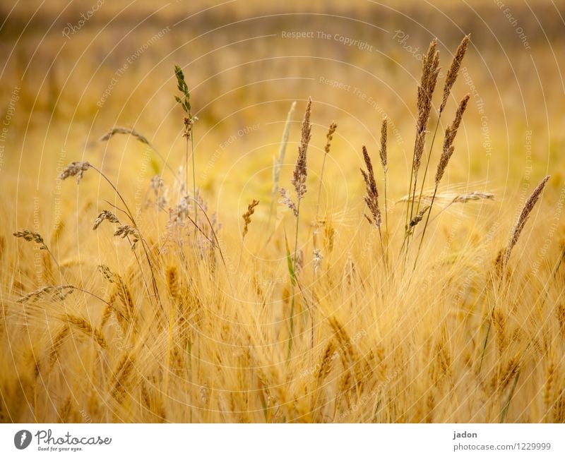 heisser sommer. Leben Sommer Landwirtschaft Forstwirtschaft Natur Pflanze Gras Sträucher Nutzpflanze Wildpflanze Getreide Getreidefeld Feld Blühend Wachstum