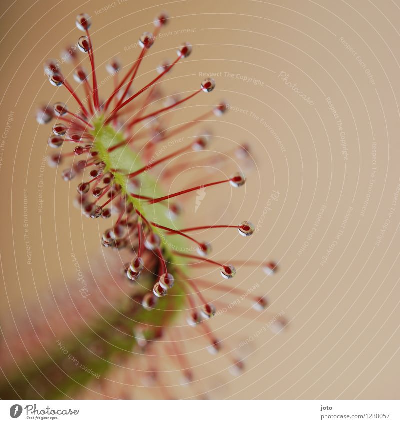 Sonnentau im Detail exotisch Sommer Natur Pflanze Blume Blatt Blüte Blühend Wachstum ästhetisch bedrohlich frisch listig grün rot Tod gefährlich