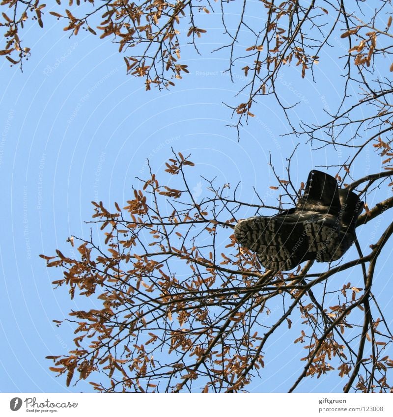 füße baumeln lassen Baum Schuhe Stiefel hängen Blatt schwarz Spielen Bekleidung wer macht denn sowas? Himmel Ast Fuß werfen blau