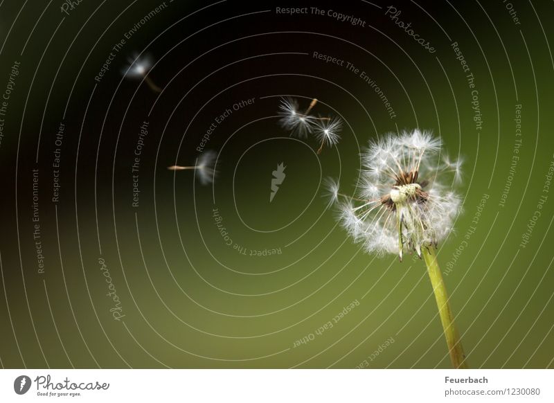 Pusteblume im Wind Natur Pflanze Frühling Sommer Blume Wildpflanze Löwenzahn Wiese fliegen Tanzen Freundlichkeit Fröhlichkeit Glück Unendlichkeit weich