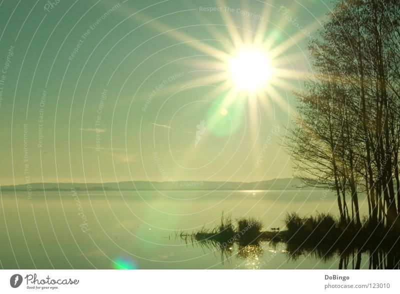 Strahlemann Meer See Steinhuder Meer Baum ruhig Spiegel grün gelb Reflexion & Spiegelung Panorama (Aussicht) Nebel schlechtes Wetter Sonnenstrahlen Herbst