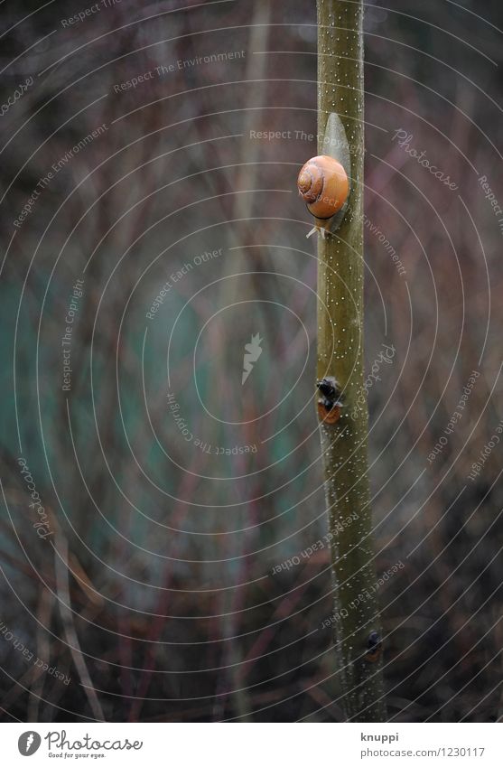 Achterbahn Umwelt Natur Luft Wasser Sonnenlicht Herbst Winter schlechtes Wetter Unwetter Regen Pflanze Sträucher Wildpflanze Tier Wildtier Schnecke 1 fallen