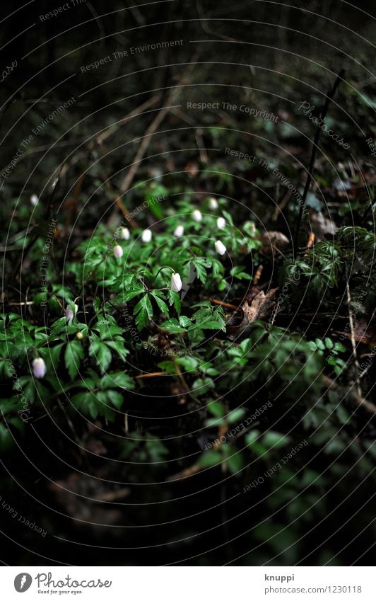 Frühblüher II Umwelt Natur Landschaft Pflanze Urelemente Erde Wasser Sonne Sonnenlicht Frühling Sommer Klima Klimawandel schlechtes Wetter Regen Blume Blatt