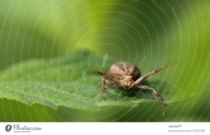 zum Greifen nah Natur Pflanze Tier Sommer Blatt Grünpflanze Wildtier Spinne 1 beobachten Fressen Jagd sitzen warten Aggression bedrohlich Ekel klein listig