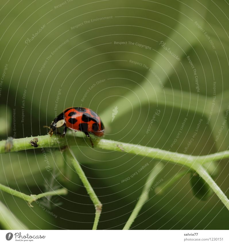 Futtersuche Natur Pflanze Tier Sommer Grünpflanze Wildtier Käfer Marienkäfer 1 Fressen krabbeln klein braun grün orange Umwelt Holunderblüte Stengel Blattläuse