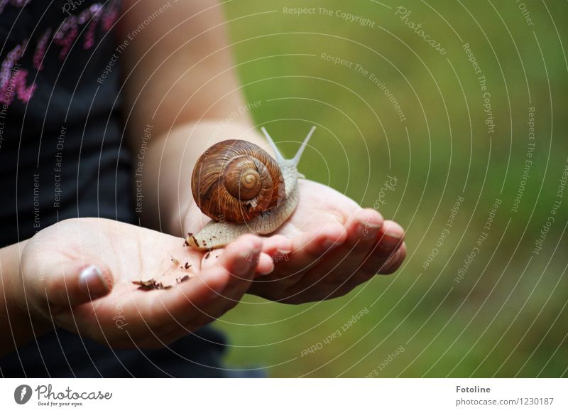 Schneckenrettung Mensch Kind Kindheit Hand Finger Umwelt Natur Tier 1 hell nah natürlich Weinbergschnecken Weinbergschneckenhaus krabbeln schleimig festhalten