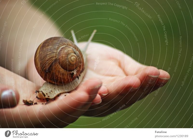 Schneckenstudium Mensch Kind Hand Finger Umwelt Natur Tier 1 hell klein nah natürlich Weinbergschnecken Weinbergschneckenhaus krabbeln Fühler Farbfoto