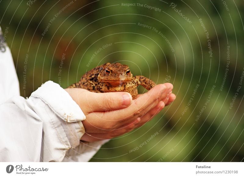 Gerettet! Mensch Kind Hand Finger Umwelt Natur Tier Wildtier Frosch Tiergesicht 1 dick nah natürlich braun Kröte Rettung festhalten schützend Farbfoto