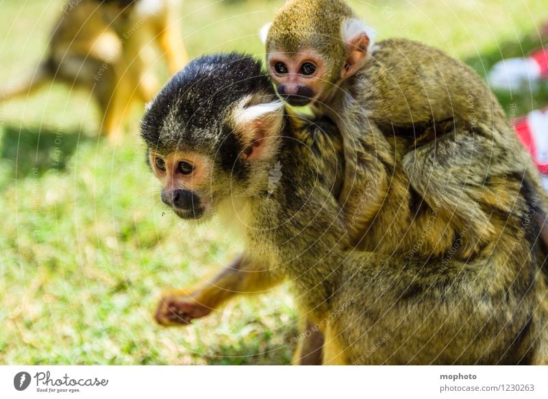 Affentheater #1 Ferien & Urlaub & Reisen Umwelt Natur Tier Park Südafrika Wildtier Tiergesicht Fell Pfote Zoo 3 Tierjunges Tierfamilie festhalten hängen hocken