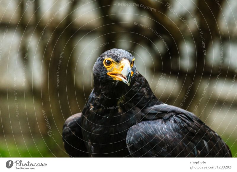 König der Lüfte #3 Ferien & Urlaub & Reisen Umwelt Natur Tier Südafrika Wildtier Vogel Tiergesicht Flügel Zoo Adler 1 beobachten glänzend Aggression bedrohlich