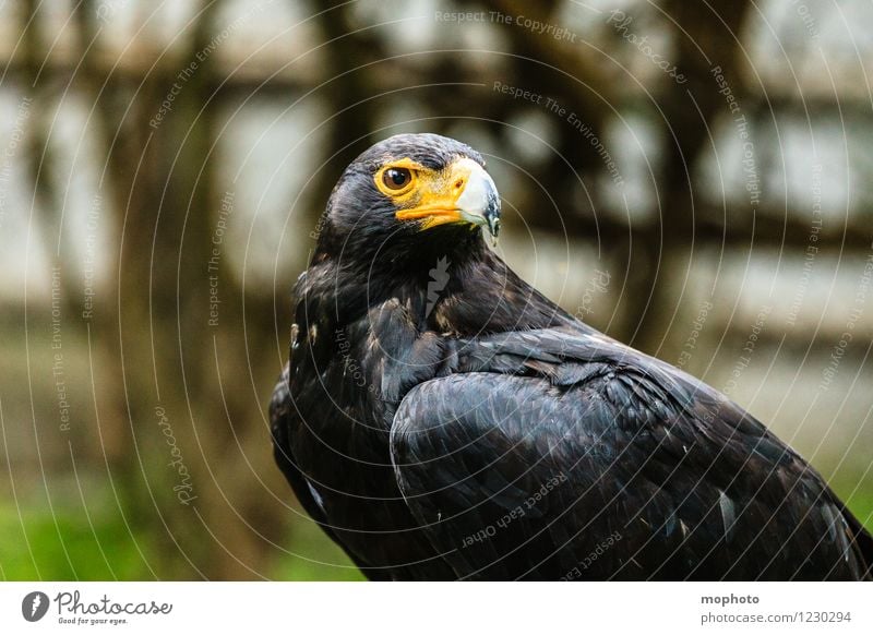 König der Lüfte #2 Ferien & Urlaub & Reisen Ferne Umwelt Natur Tier Südafrika Wildtier Vogel Tiergesicht Flügel Zoo Adler 1 beobachten hocken sitzen warten