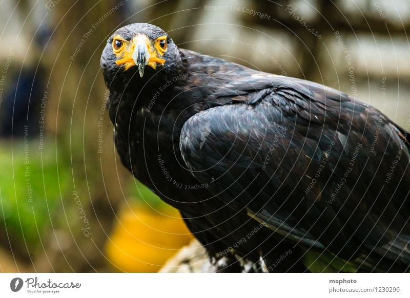 König der Lüfte #1 Safari Umwelt Natur Tier Südafrika Vogel Tiergesicht Flügel Zoo Adler beobachten hocken sitzen warten ästhetisch bedrohlich elegant exotisch