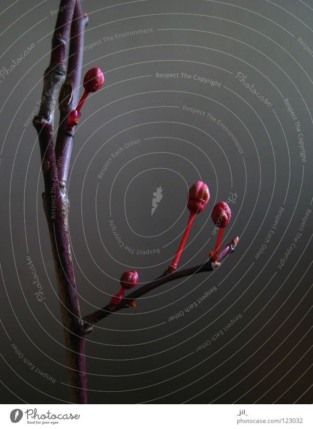 zen 1 schön Gesundheit Leben Meditation Skulptur Natur Baum Blüte Menschenleer ästhetisch authentisch nachhaltig Vorsicht ruhig elegant Erfahrung Zufriedenheit