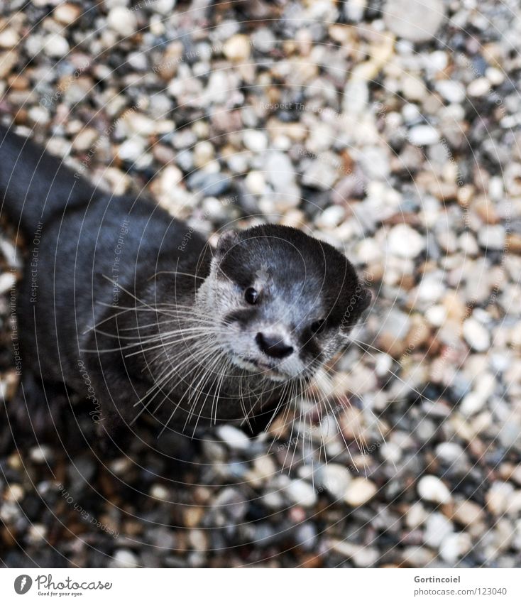 "Komm ick getz' im Fernsehn?" Tier Wildtier Tiergesicht Zoo 1 Fröhlichkeit Neugier niedlich braun grau Otter Zwergotter Kieselsteine Schnauze Schnurrhaar