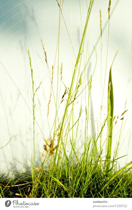 Gras Wiese Rasen Halm Natur Pflanze ruhig Schrebergarten Blühend Blume Blüte Erholung Ferien & Urlaub & Reisen Freude Garten Sommer Wachstum Textfreiraum grün