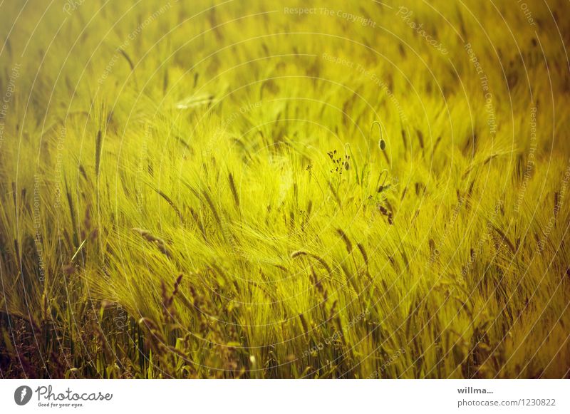 Gerstenfeldbett Getreidefeld Gerstenähre Feld natürlich gelb sommerlich Sommertag Kornfeld Farbfoto