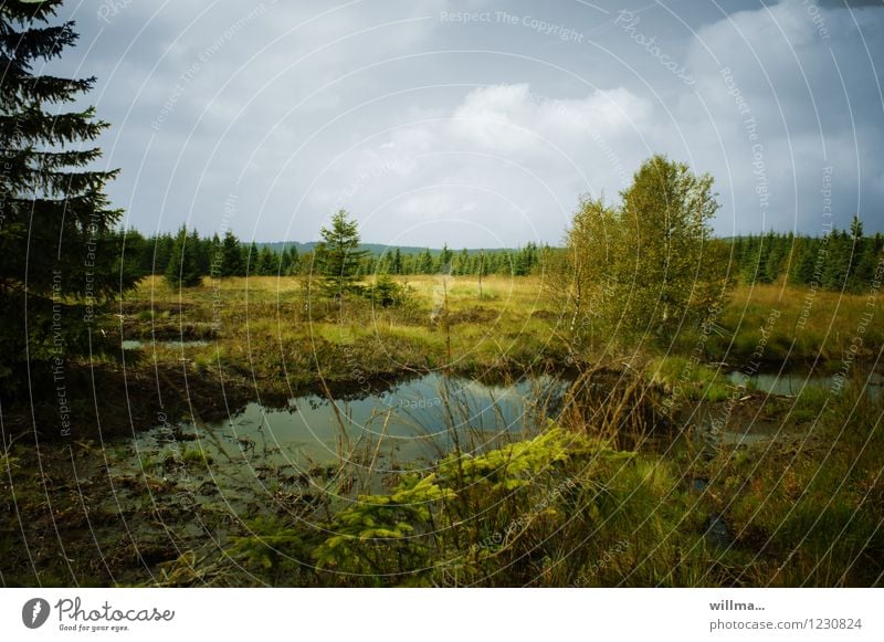 Naturschutzgebiet  im Hochmoor Moor Sumpf Landschaft Landschaftsformen Erzgebirge Wildnis Naturwuchs urwüchsig unberührt Feuchtgebiete Teich Landschaftspflege