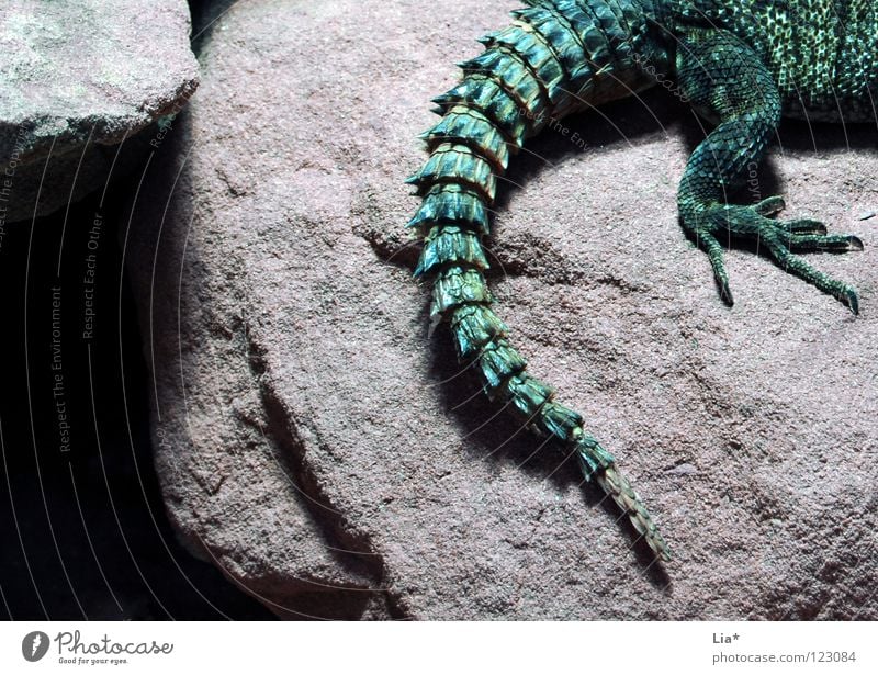 Drache Felsen Tier 1 grün Agamen Echsen Reptil Schwanz Urzeit Dinosaurier Stachel fantastisch Höhle Detailaufnahme Tierporträt stachelig Krallen Tierfuß