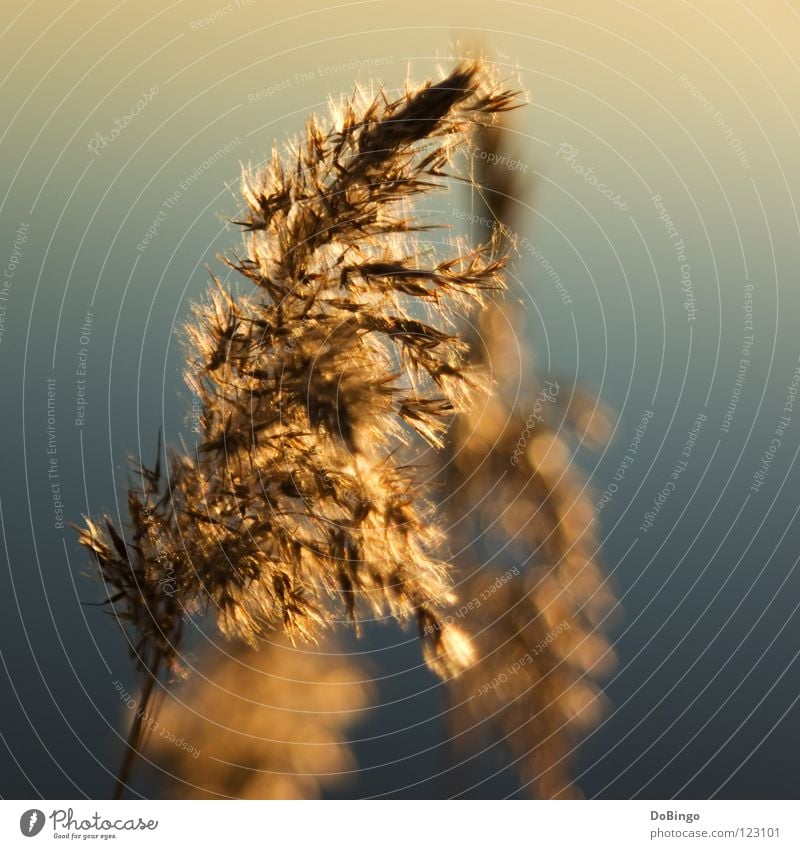 Strauchdieb Schilfrohr Steinhuder Meer See Sträucher Pflanze trocken Gras Frühling Herbst Makroaufnahme Nahaufnahme Mardorf Vetrocknet Pollen Küste